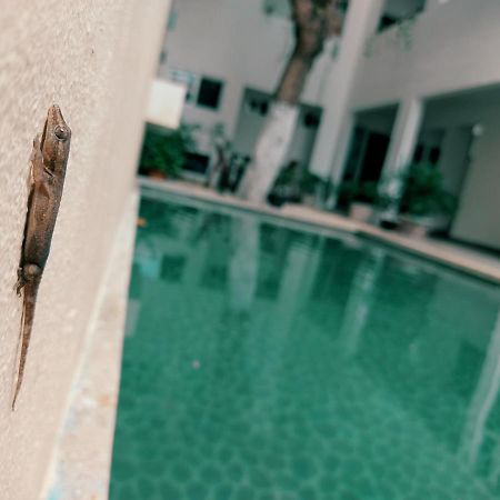 Cozy Studios Zazil-Ha Πλάγια Ντελ Κάρμεν Εξωτερικό φωτογραφία